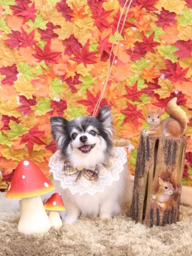 20241127ミルクくん